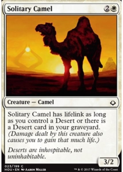 Solitary Camel