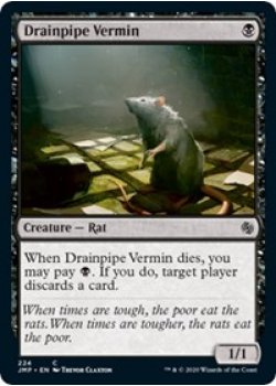 Drainpipe Vermin