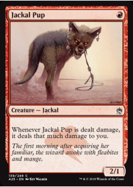 Jackal Pup